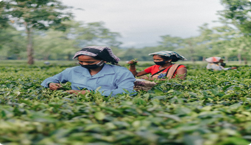 শ্রীমঙ্গল