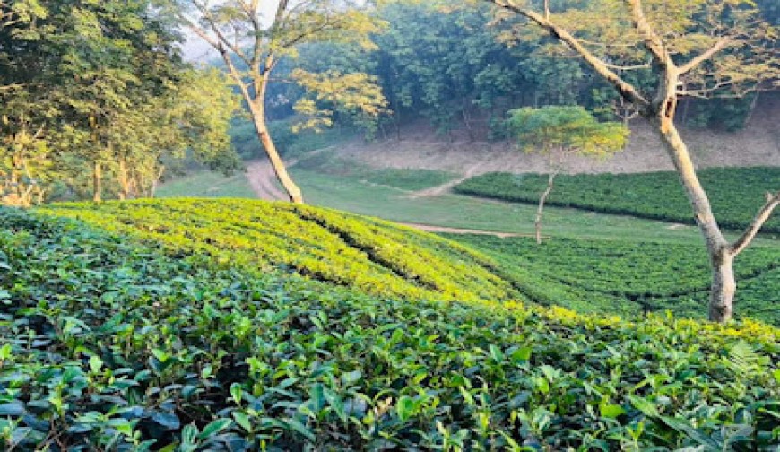 বাজারে সাতক্ষীরার আম