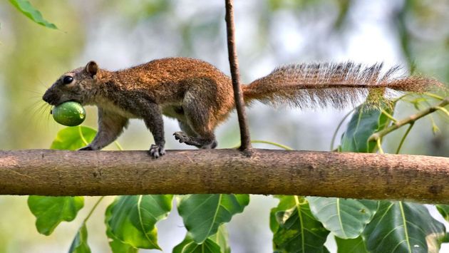 আবহাওয়া অফিস জানায়, আজ সন্ধান ৬টার মধ্যে যশোর, খুলনা, বরিশাল, পটুয়াখালী, নোয়াখালী, কুমিল্লা এবং চট্টগ্রাম অঞ্চল সমূহের ওপর দিয়ে পশ্চিম/উত্তর-পশ্চিম দিক থেকে ঘণ্টায় ৪৫-৬০ কি.মি. বেগে বৃষ্টি/বজ্র বৃষ্টিসহ অস্থায়ীভাবে দমকা/ঝোড়ো হাওয়া বয়ে যেতে পারে। এসব এলাকার নদীবন্দরসমূহকে ১ নম্বর সতর্ক সংকেত দেখাতে বলা হয়েছে।