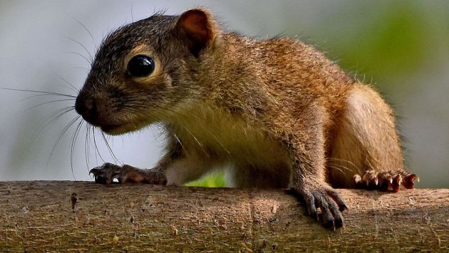 আবহাওয়া অফিস জানায়, আগামীকাল সকাল ৯টার মধ্যে ময়মনসিংহ, ঢাকা, খুলনা, বরিশাল, চট্টগ্রাম ও সিলেট বিভাগের কিছু কিছু জায়গায় এবং রংপুর ও রাজশাহী বিভাগের দু’এক জায়গায় অস্থায়ীভাবে দমকা হাওয়াসহ বিদ্যুৎ চমকানো/বৃষ্টি/বজ্রসহ বৃষ্টি হতে পারে। সেই সঙ্গে সারা দেশে দিন এবং রাতের তাপমাত্রা প্রায় অপরিবর্তিত থাকতে পারে। এছাড়া ২৭ মে পশ্চিমমধ্য এবং তৎসংলগ্ন উত্তর বঙ্গোপসাগর এলাকায় একটি লঘুচাপ সৃষ্টি হতে পাবে।